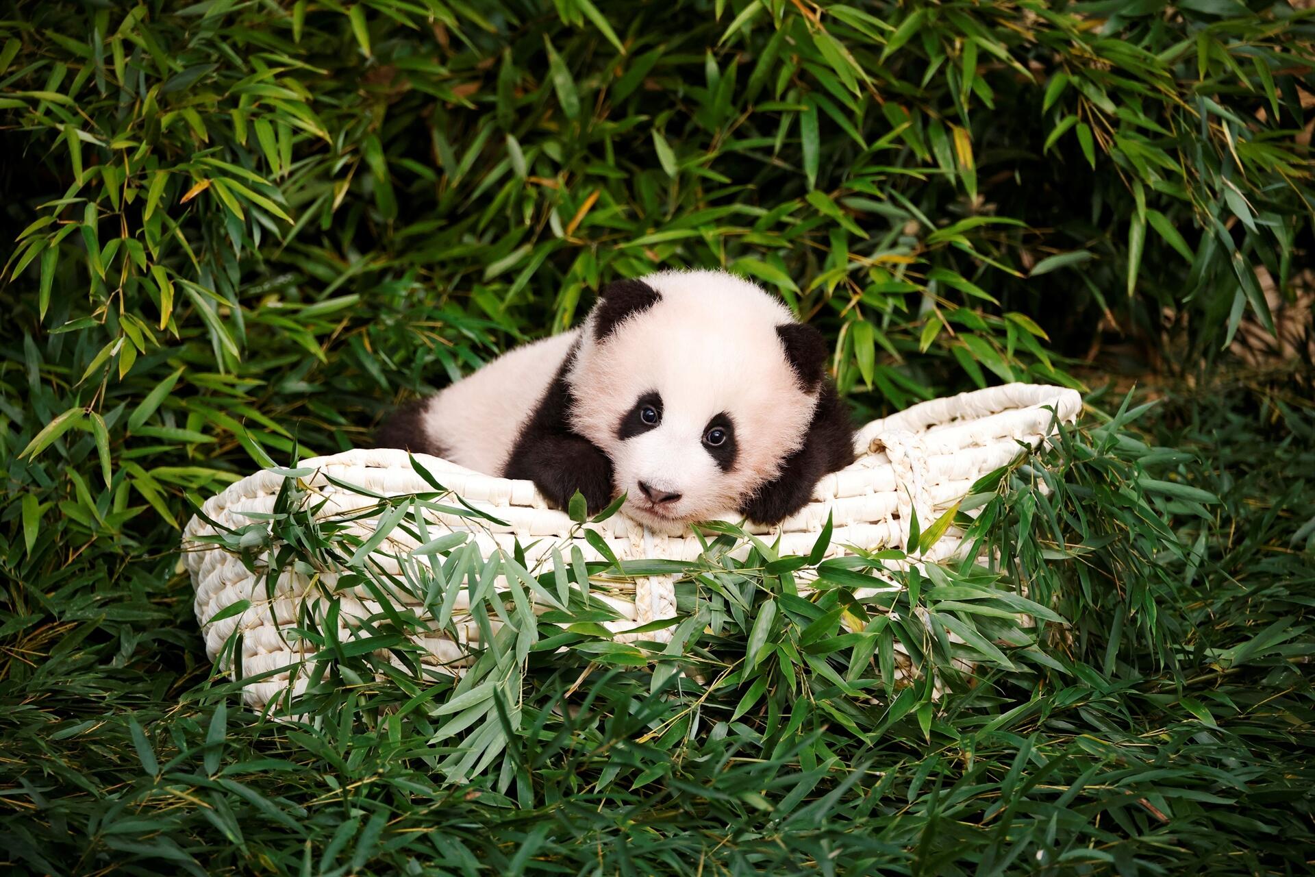 Fu Bao é o nome deste panda fofinho, o primeiro a nascer na Coreia do Sul