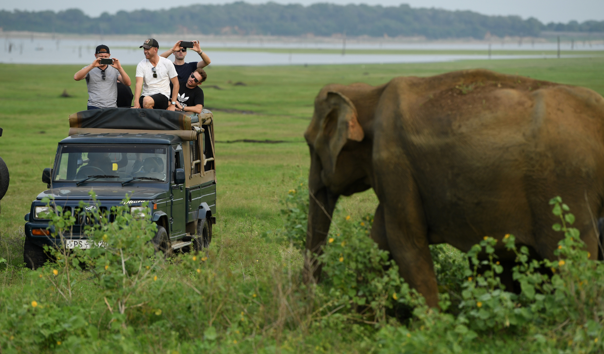 Safaris aumentam agressividade e stresse dos elefantes