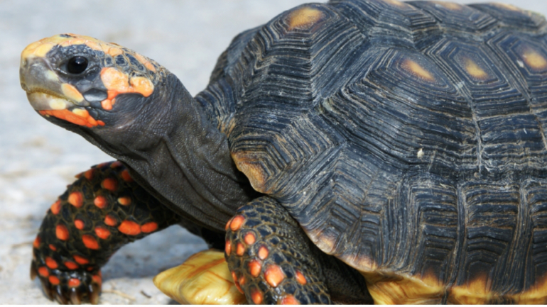 Tartaruga Patas Vermelhas | Jardim Zoológico