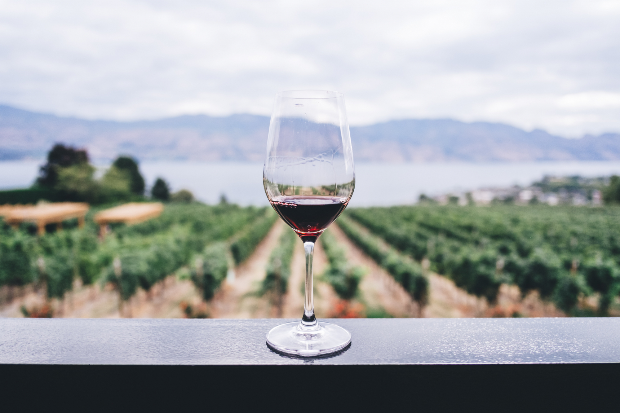 Guia com 24 respostas para nunca mais dizer que não percebe nada de vinhos