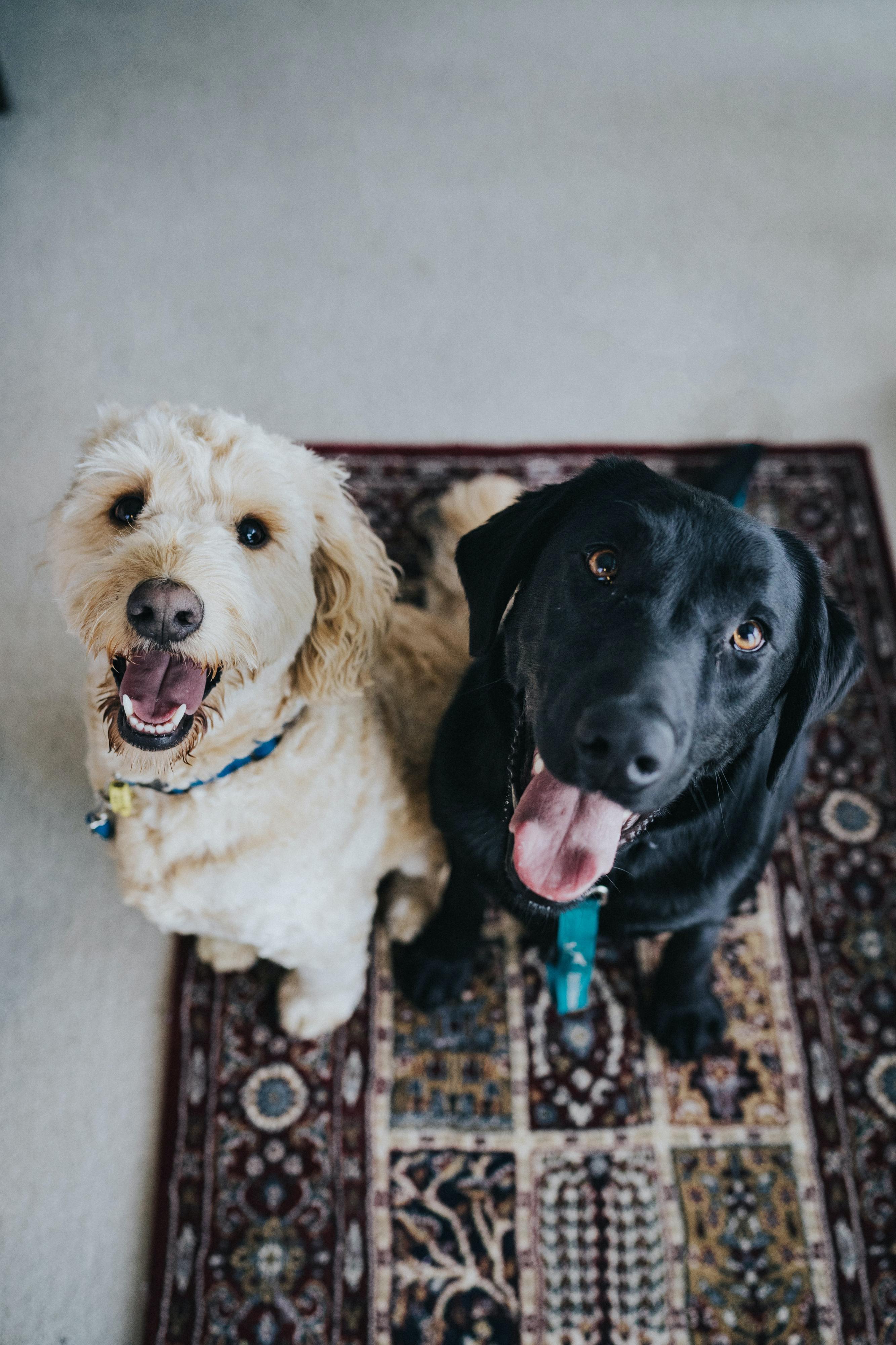 11 atividades que pode fazer dentro de casa com o seu cão