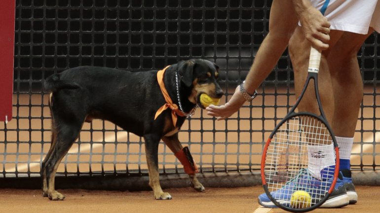 9 trabalhos curiosos que não sabíamos que os cães podiam ter