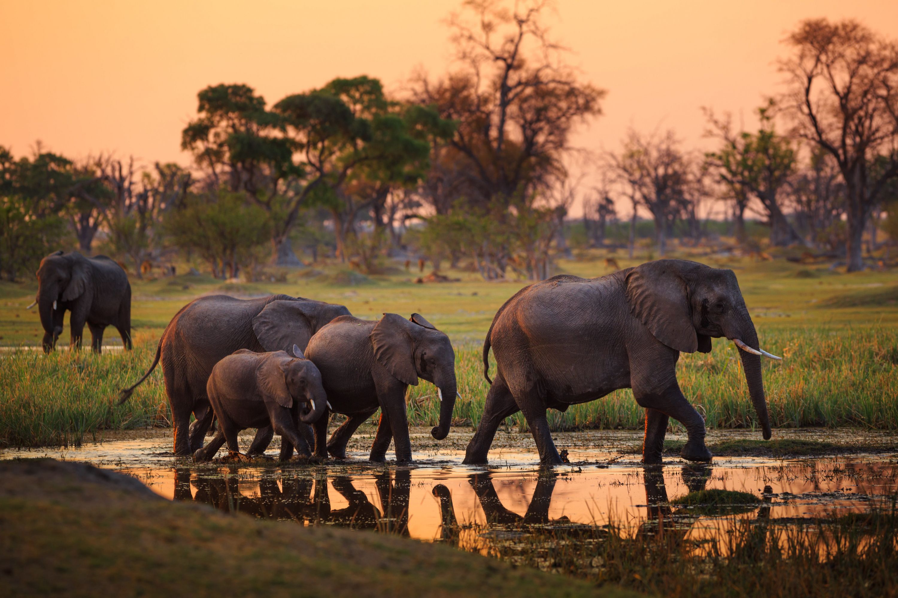 Vai voltar a ser permitido caçar elefantes no Botswana