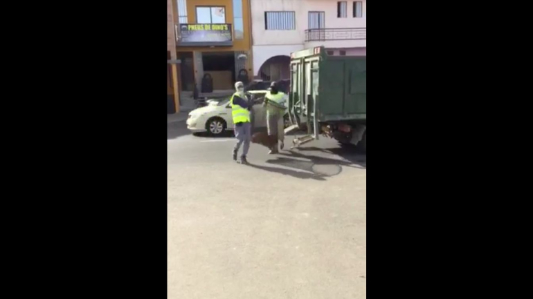 Um vídeo nas redes sociais mostra um cão a ser capturado