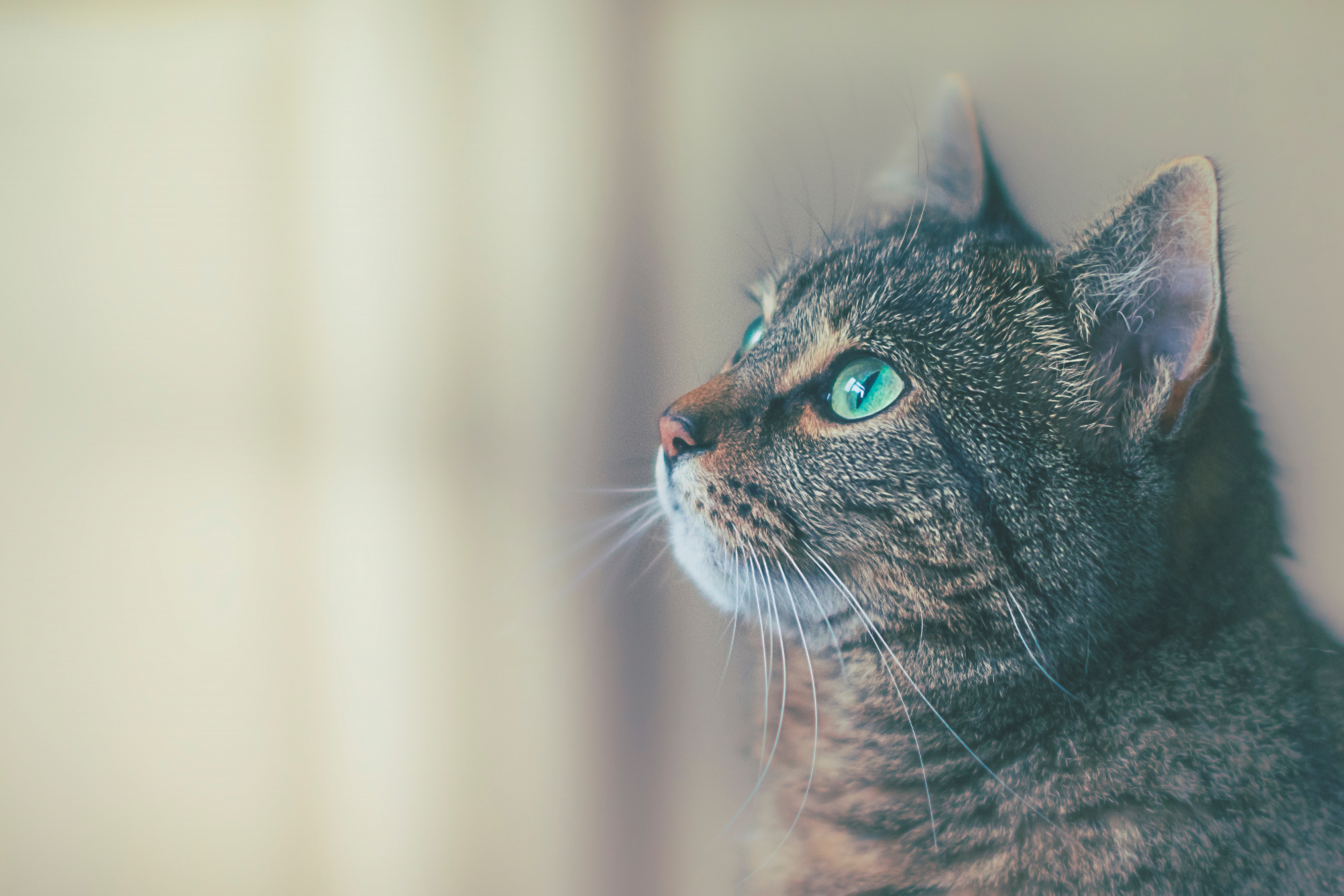 Gatos com mau feitio refletem personalidade dos donos