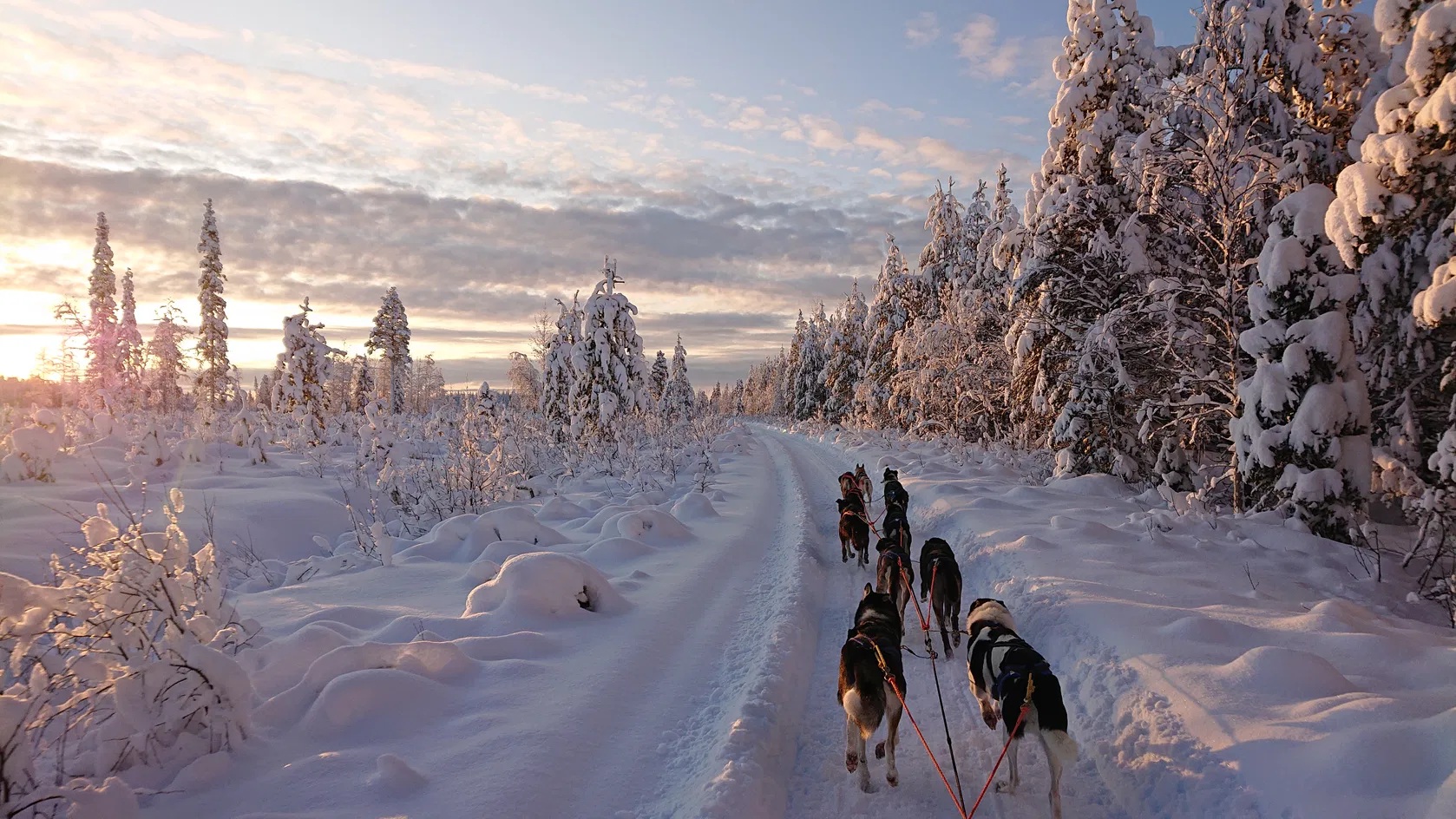 Safari com Huskies